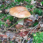Sommersteinpilz