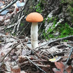 Flockenstieliger Hexenröhrling