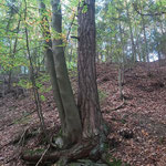 Herbstliche Stimmung