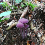 Violetter Lacktrichterling